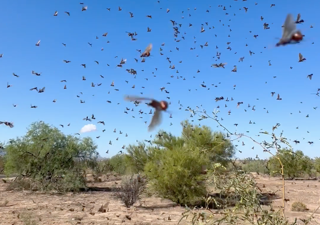 ant-swarms